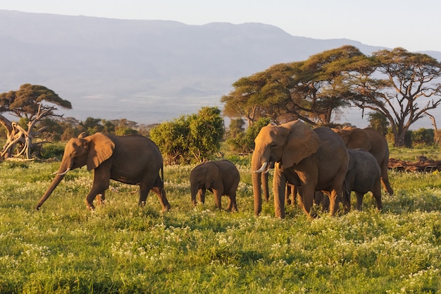 Pochi elefanti vicino al Kilimanjaro