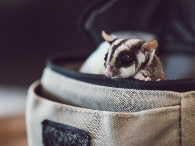 Poco carino Sugar Glider sta raggiungendo il picco dalla piccola borsa.