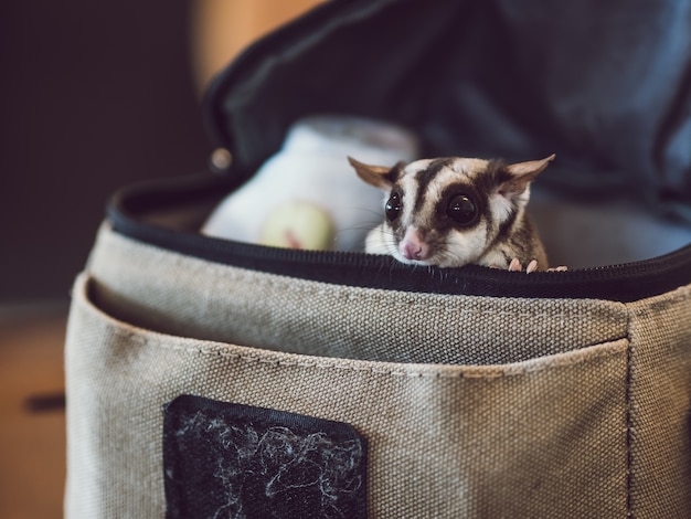 Poco carino Sugar Glider sta raggiungendo il picco dalla piccola borsa.