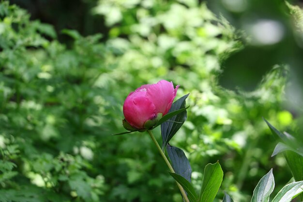 Poco chiuso fogliame budgreen peonia sullo sfondo