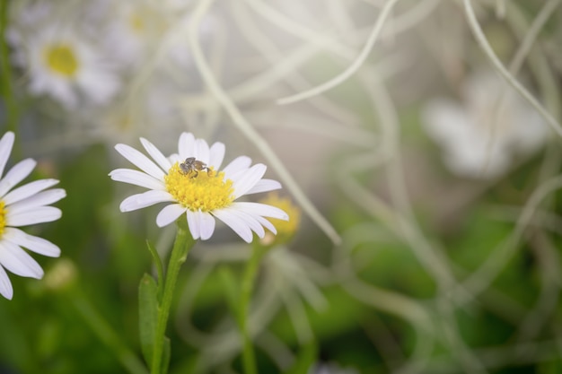 Poco fiore della margherita bianca con il baclground verde del bokeh