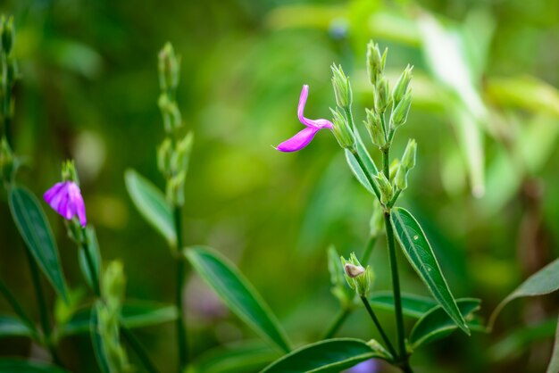 Poco fiore nel parco nazionale di Phu Hin Rong Kla, provincia di Phitsanulok