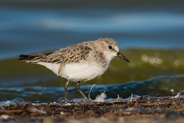 Poco tempo Calidris minuta Malaga Spagna