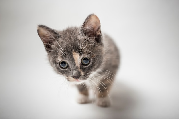 Poco un gattino curioso su fondo bianco