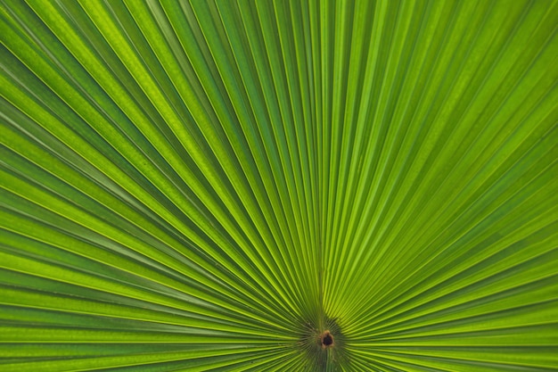 Poggiapiedi verde Foglia di palma attraverso la quale splende il sole