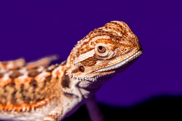 Pogona vitticeps, il drago barbuto centrale, è una specie di lucertola di agamide
