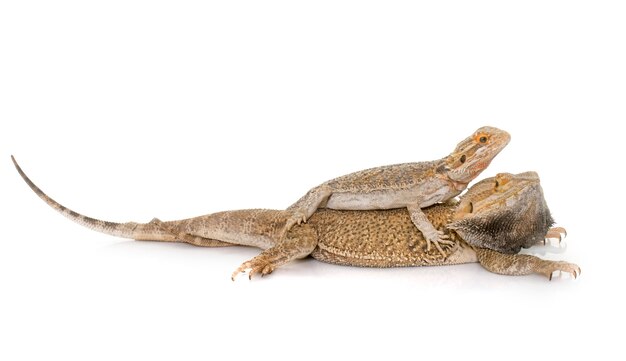 Pogona vitticeps