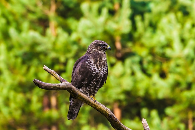 Poiana comune (buteo buteo) in una foresta