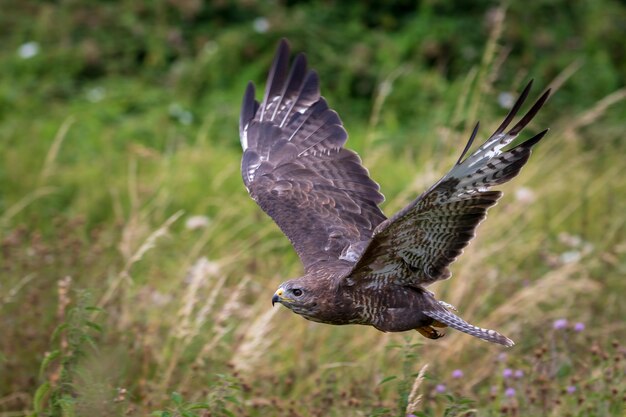 Poiana comune Buteo buteo in volo