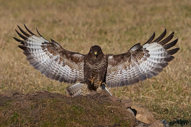 Poiana comune Buteo buteo