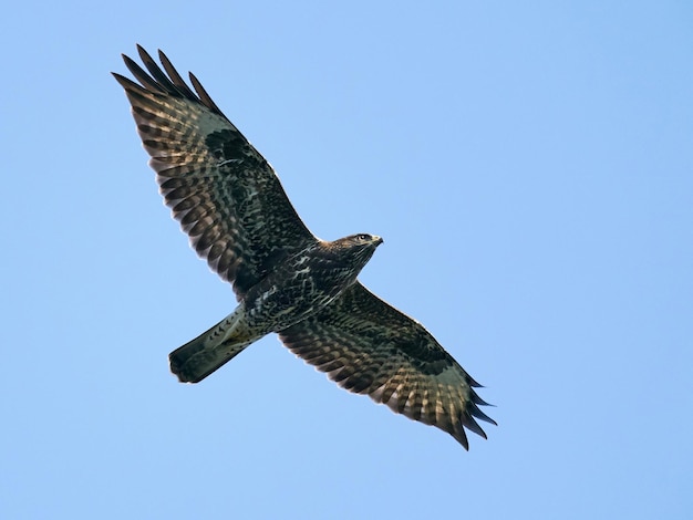 Poiana comune Buteo buteo