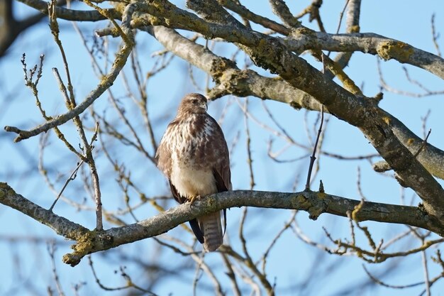 Poiana comune Buteo buteo