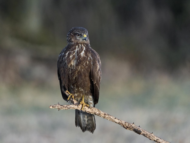 Poiana comune Buteo buteo