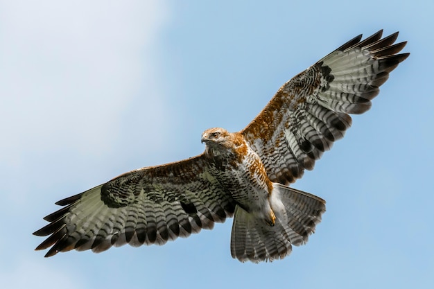 Poiana comune catturata in volo sotto il cielo blu in Scozia