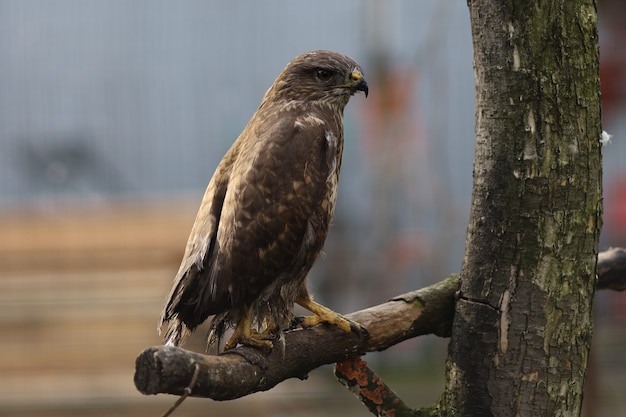 Poiana comune piccolo falco primo piano