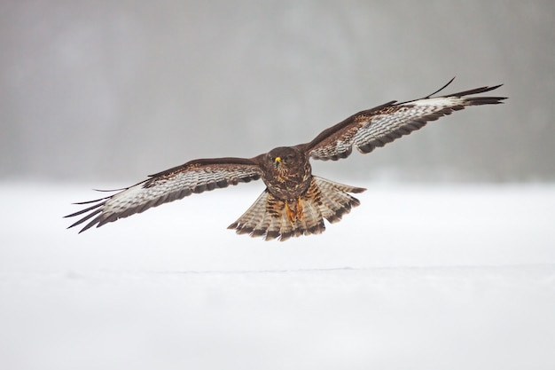 Poiana comune selvaggia che sorvola neve.