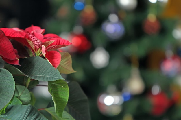 Poinsettia del fiore di Natale