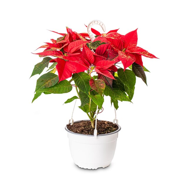 Poinsettia del fiore di Natale