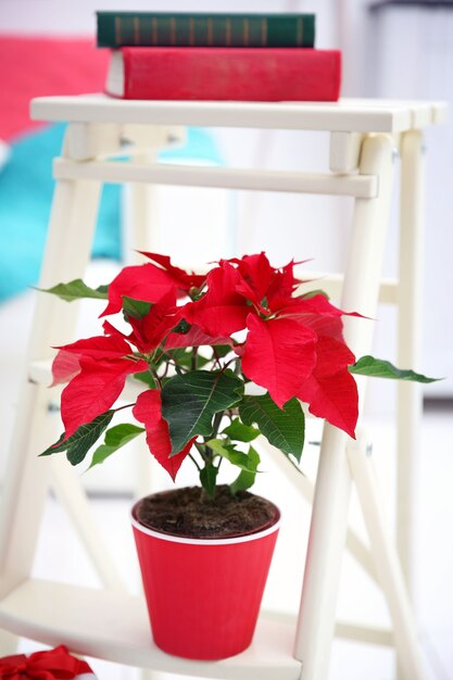 poinsettia fiore e decorazioni su scala decorativa