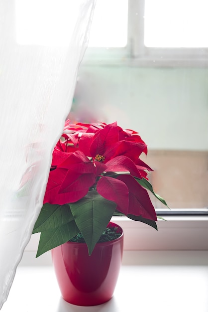 Poinsettia in luce naturale su una finestra leggera