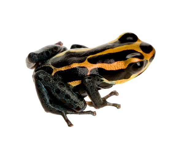 Poison Dart Frog - ranitomeya amazonica o Dendrobates amazonicus su un bianco isolato