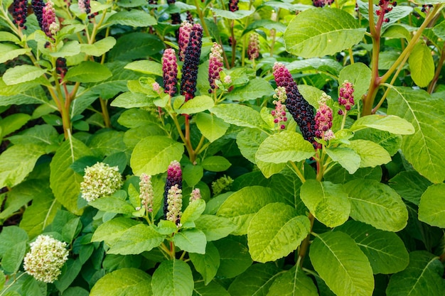 Pokeweed Phytolacca acinosa con bacche viola e fogliame verde in un giardino