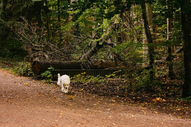 Polacco Tatra Sheepdog per una passeggiata nel parco Un modello nella sua razza Conosciuto anche come Podhalan