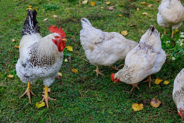 Polli bianchi e gallo che camminano sugli animali dell'erba verde