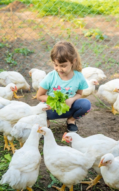 Polli bio in una fattoria casalinga e bambini