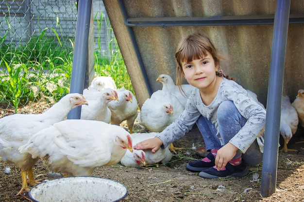 Polli bio in una fattoria di casa un bambino.