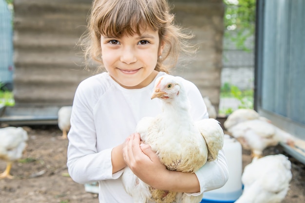 Polli bio in una fattoria di casa un bambino.