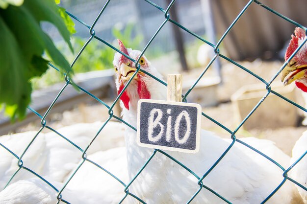 Polli biologici in una fattoria di casa. Messa a fuoco selettiva