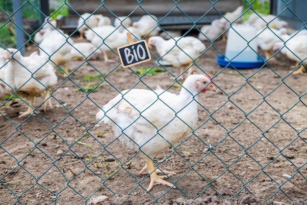 Polli biologici in una fattoria di casa.