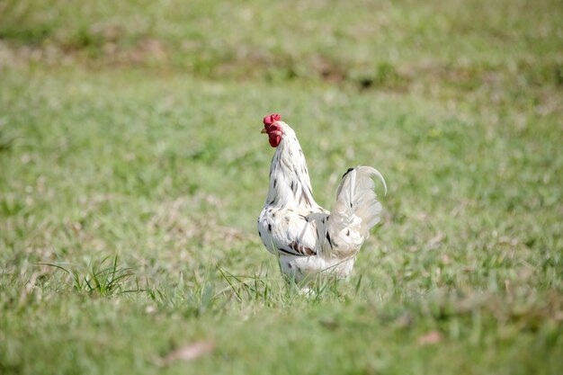 Polli che mangiano cespugli di vari tipi e dimensioni sull'erba del campo