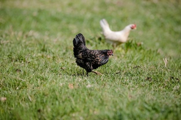 Polli che mangiano cespugli di vari tipi e dimensioni sull'erba del campo