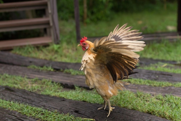 Polli del gallo sul tradizionale allevamento di pollame ruspante.