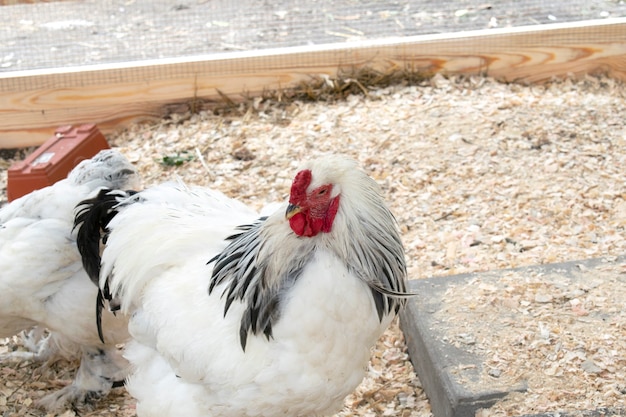 Polli e gallo si nutrono in un cortile rurale. I polli si accalcano nel cortile dell'eco-fattoria dietro un recinto. concetto di allevamento di pollame. pollaio.