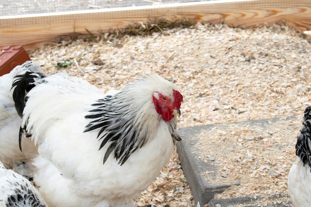 Polli e gallo si nutrono in un cortile rurale. I polli si accalcano nel cortile dell'eco-fattoria dietro un recinto. concetto di allevamento di pollame. pollaio.