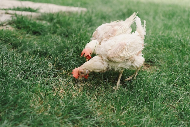 Polli malati uccelli calvi senza piume camminano su un campo libero Polli senza piume