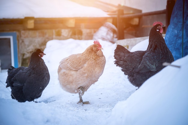 Polli nel proprio giardino inverno con la neve