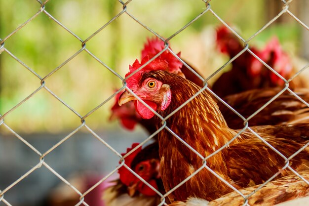 polli o galline all&#39;interno di un pollaio o pollaio visto attraverso il filo di pollo.