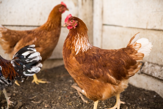 Polli su allevamento di pollame ruspante tradizionale