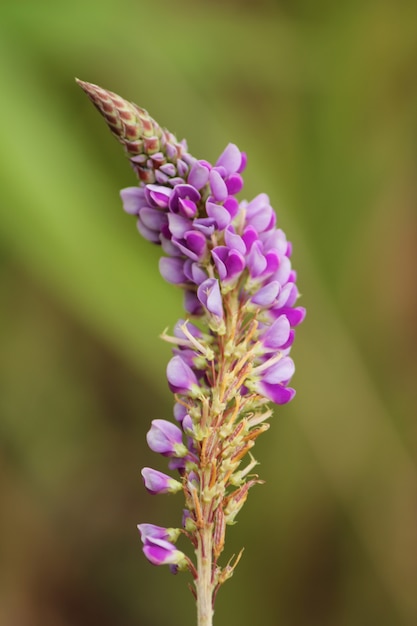 Polline con viola