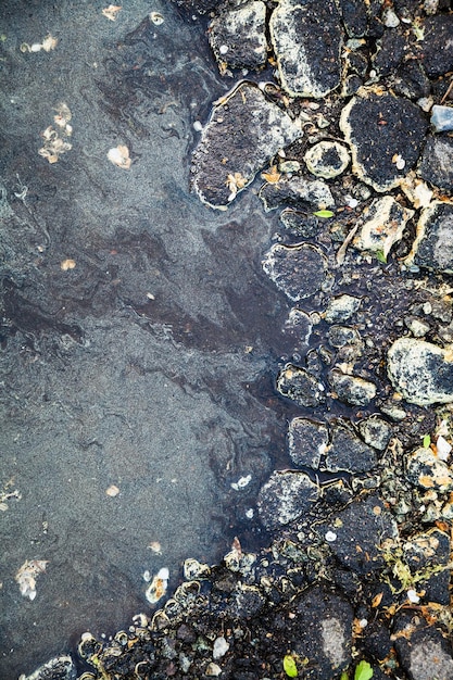 Polline di betulla sulla pietra e sulla superficie della pozzanghera