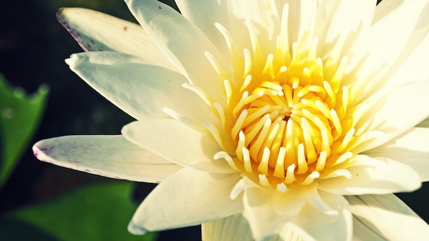 Polline di loto bianco giallo all&#39;interno di un fiore.