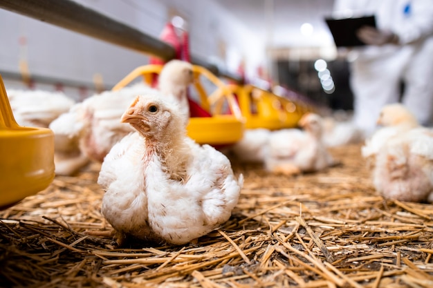 Pollo a crescita rapida in un moderno allevamento di pollame per la produzione di carne.