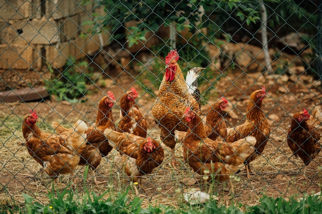 Pollo a sparo medio a penna