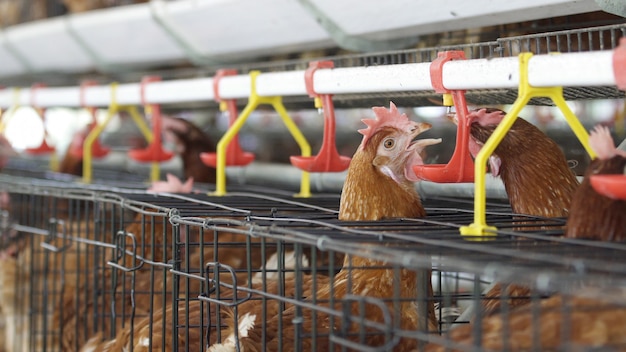 Pollo acqua potabile in allevamento, uova e produzione di pollame