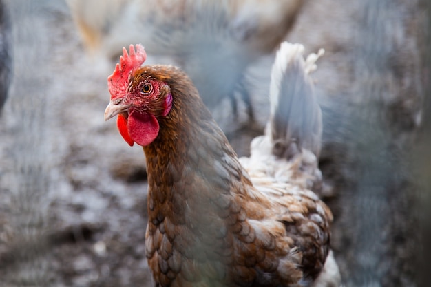 Pollo alla fattoria dietro la gabbia