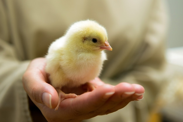 Pollo . Allevamento avicolo